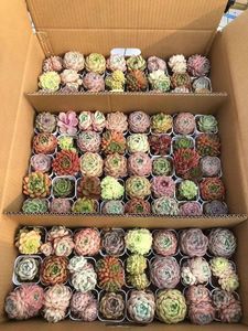 Adorable Set de Muestras de Suculentas LCL de Cabeza Única y Raíz Antigua, 50 Piezas de 6cm, Crassulaceae - Product Image 1