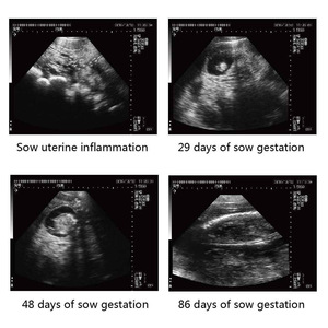 Veterinaire Apparatuur Medische Digitale Dier Pols Draagbare Dierenarts Echografie Machine - Product Image 4