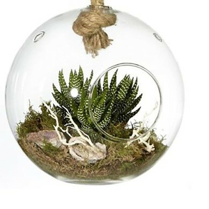 Globe <span class=keywords><strong>en</strong></span> <span class=keywords><strong>verre</strong></span> <span class=keywords><strong>pour</strong></span> plantes aériennes suspendues avec corde <span class=keywords><strong>en</strong></span> jute - Product Image 5