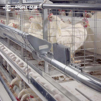 Cage à batterie de type A à 4 niveaux pour 384 oiseaux, kit économique pour ferme avicole avec abreuvoir et mangeoire