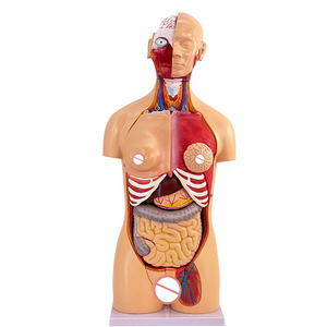 Modello Anatomico di Torso Umano con Organi Staccabili, Avanzato in PVC, 85cm, Durevole per Dimostrazioni Anatomiche nelle Scuole di Medicina - Product Image 2