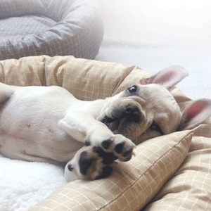 Mignon hiver chaud <span class=keywords><strong>chien</strong></span> lit <span class=keywords><strong>tapis</strong></span> et coussinets pour animaux de compagnie avec des motifs imprimés d'animaux rayés respirants pour chiens - Product Image 4