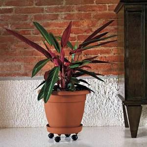 Accessoires d'outils de jardinage Soucoupe de 36 cm de diamètre avec roues - Product Image 4