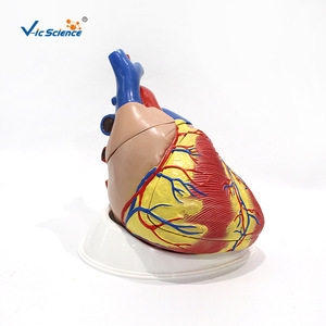 Modèle d'anatomie cardiaque VIC3304, modèle de cœur 5 fois plus grand, modèle pédagogique médical de cœur naturel grandeur nature (Médical) - Product Image 1