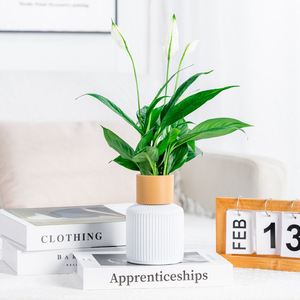 Vase à fleurs hydroponique en verre d'imitation en <span class=keywords><strong>plastique</strong></span> Transparent résine d'aromathérapie <span class=keywords><strong>Pot</strong></span> de couleur d'affichage des racines de table plante verte petite - Product Image 3