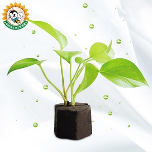 <strong>Garden</strong> Bee Bio Eco Friendly Vegetable Hydroponic Growing Sponges Biochar Peat Organic Soilless Peat Moss <strong>Soil</strong> For Plant Cutting