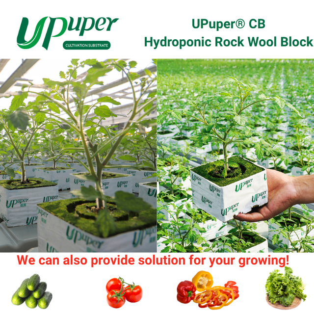 Upuper 4x4 Inch Growing Media Cubes for Strawberry/Herb/Tomato Hydroponic Mineral Rock Wool Cubes