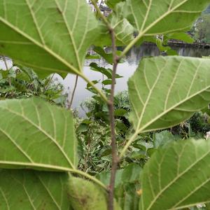 Aditivos livres Natural Laminados Orgânicos Mulberry Folha Chá Grãos para Benefícios Saudáveis - Product Image 6