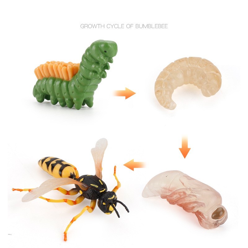 Animal Growth Stages - Cognition Model Toy Simulation