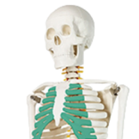 XX-A105IING 85 cm vert modèle de Cage thoracique squelettique humaine outil d'enseignement des sciences médicales pour la démonstration de la maladie