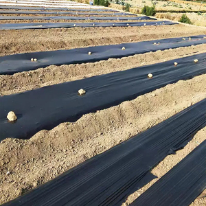 Agricultura Invernadero Plantas Cubierta del suelo Hojas de mantillo <span class=keywords><strong>Precio</strong></span> Película de mantillo negro - Product Image 4