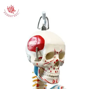 Modello di scheletro umano FRT007 W/tutto il corpo muscoli appeso tipi 1/2 grandezza naturale 85cm vendita calda materiale in PVC ricorso per l'insegnamento - Product Image 3