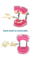 Dispositivo dental Dientes extraíbles dientes tipodont modelo de estudio de ortodoncia dental modelo de dientes dentales