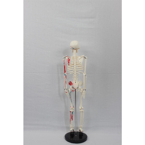 Sciedu 85cm Bộ Xương Thiết bị hiển thị Y Tế với một nửa của các cơ bắp bắt đầu và kết thúc (đánh số) Mô hình bộ xương người - Product Image 2