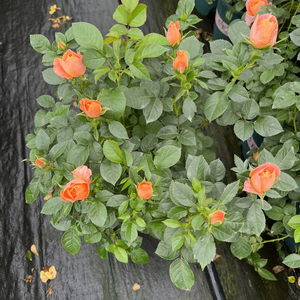 Rose Chinensis, rosier à fleurs, variétés mixtes, différentes tailles, plante vivrière pour aménagement paysager, arbuste ornemental en pot, idéal pour les remises de diplômes - Product Image 3