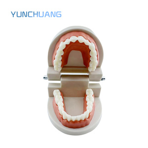 दंत मानक शिक्षण मॉडल हैंडहेल्ड स्वतंत्र पैकेजिंग मौखिक चिकित्सा शिक्षा उपकरण - Product Image 2