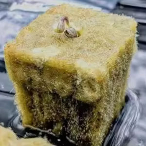 Sementi di Pomodoro per Coltivazione Idroponica in Torre per Serre Agricole Shengding, con Cotone Minerale di Roccia per Semenzai di Verdure Piccole - Product Image 6