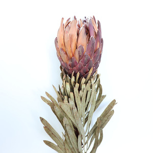 Flor Seca de Protea Preservada N-055, Protea Cynaroides de Lujo, Flor de Banksia Seca para Decoración de Jarrones en el Hogar - Product Image 6