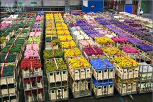 Seau de fleurs néerlandais en plastique pour la maison, le jardin et la boutique - Product Image 3