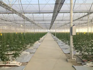 토마토 온실 플라스틱 양동이 수경법 재배 시스템