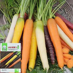 Semis de carottes nutritifs, idéaux pour la décoration des jardins fleuris et des cours, choix idéal pour le jardinage à domicile - Product Image 4