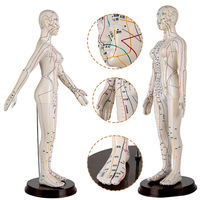 Maniquí de Acupuntura - Modelo Humano de Acupuntura de 12 Canales con Meridianos Extraíbles para Práctica