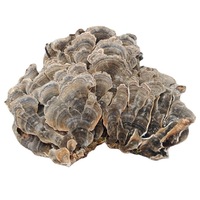 Setas de cola de pavo de grado premium seta de cola de pavo natural a la venta