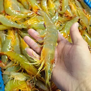신제품 2024 핫 세일 하이 퀄리티 냉동 신선한 해산물 중국에서 도매 호랑이 새우 천연 화이트 새우