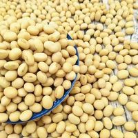 Soja de Chine de qualité supérieure, approvisionnement direct usine pour les acheteurs mondiaux du secteur alimentaire et de la transformation de l'huile