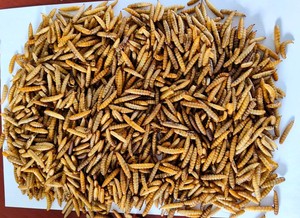 Larvas de moscas de soldado negro secas en microondas para alimentos para mascotas de aves de alta proteína <span class=keywords><strong>BSF</strong></span> - Product Image 3