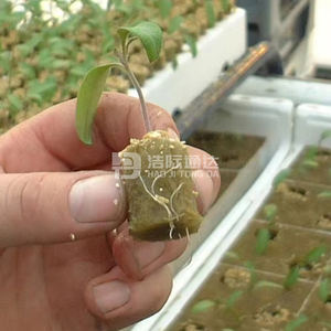 Ventes chaudes de substrat de semis rond <span class=keywords><strong>pour</strong></span> la propagation des tomates et des concombres, plateau de semis, bouchons de <span class=keywords><strong>laine</strong></span> de roche - Product Image 1