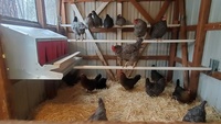 Nouveau nid de ferme automatique à la main pour élever des éleveurs de poulets