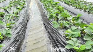 Dora Kelp CaMg + Biostimulant gübre organik kalsiyum magnezyum enzimatik deniz yosunu ekstresi ile Chelated - Product Image 6