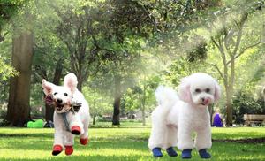 नवीनतम डिजाइन प्यारा ठोस मुद्रित एंटी-स्क्रैच शीतकालीन थर्मल प्लग रबर पालतू कुत्ते जूते के जूते विरोधी पर्ची नीचे - Product Image 5