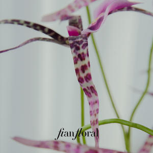 فونغ يان العنكبوت السحلية لمسة كرمة الأوركيد مع أوراق اصطناعية السيمبيديوم شنقا الزهور فالاينوبسيس - Product Image 5