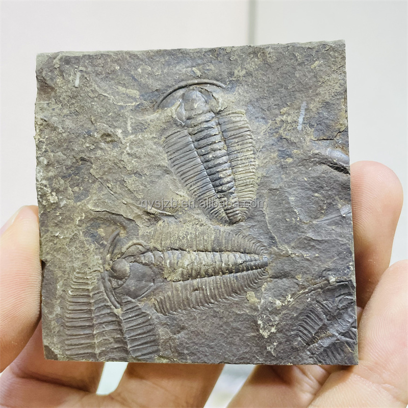 装飾のための芸術的でトレンディなtrilobite fossil -Alibaba.com