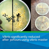 Inhibiteur de Vibrio Améliorant la Capacité Anti-Stress des Animaux Aquatiques, Réduit l'Ulceration des Crustacés, les Hémorragies et l'Hépatomégalie