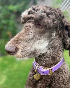 Collier pour chien personnalisé en polyester et nylon fait main, avec décoration en rivets, élégant pour les petits et grands chiens, design doux et de qualité supérieure, violet lavande - Product Image 2