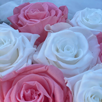 Boîte rose, boîte à roses, roses éternelles, anniversaire, amour éternel, roses préservées dans un coffret en velours, cadeaux pour filles, coffrets cadeaux pour sœurs, fête des mères
