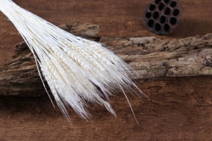 2024 gros Yunnan bricolage fleur séchée <span class=keywords><strong>blé</strong></span> sec décor naturel bouchons d'oreille mariage/magasin centres <span class=keywords><strong>de</strong></span> <span class=keywords><strong>table</strong></span> - Product Image 6