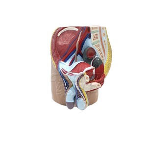 Modèle d'anatomie humaine ; Modèle de zone inguinale masculine (4 parties) ; Modèle anatomique de section sagittale médiane pelvienne - Product Image 5