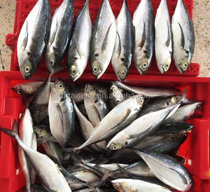 Caballa redonda entera/<span class=keywords><strong>pescado</strong></span> de caballa para la venta China exportación Hardtail Scad Hard Tail Scad Fish para cebo - Product Image 5