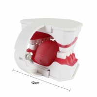 Modèle de dents de soins dentaires 2x Modèle de dents d'entraînement de la mâchoire inférieure mobile agrandie avec brosse