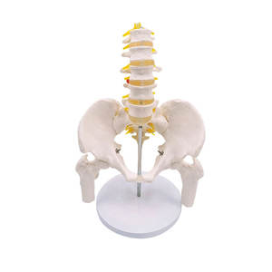 Esqueleto de Enseñanza Médica DARHMMY - Material de PVC que Muestra 5 Vértebras Lombares, Fractura de <span class=keywords><strong>Pelvis</strong></span> y Anatomía del Sistema Nervioso - Product Image 1