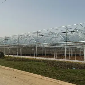 Película de plástico multi span material de cubierta de invernadero utilizado para el cultivo de flores de rosas