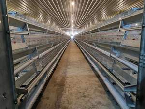 Cages à poules pondeuses de type ferme petite exploitation, modèle PH3200, garantie 1 an, galvanisées - Product Image 2