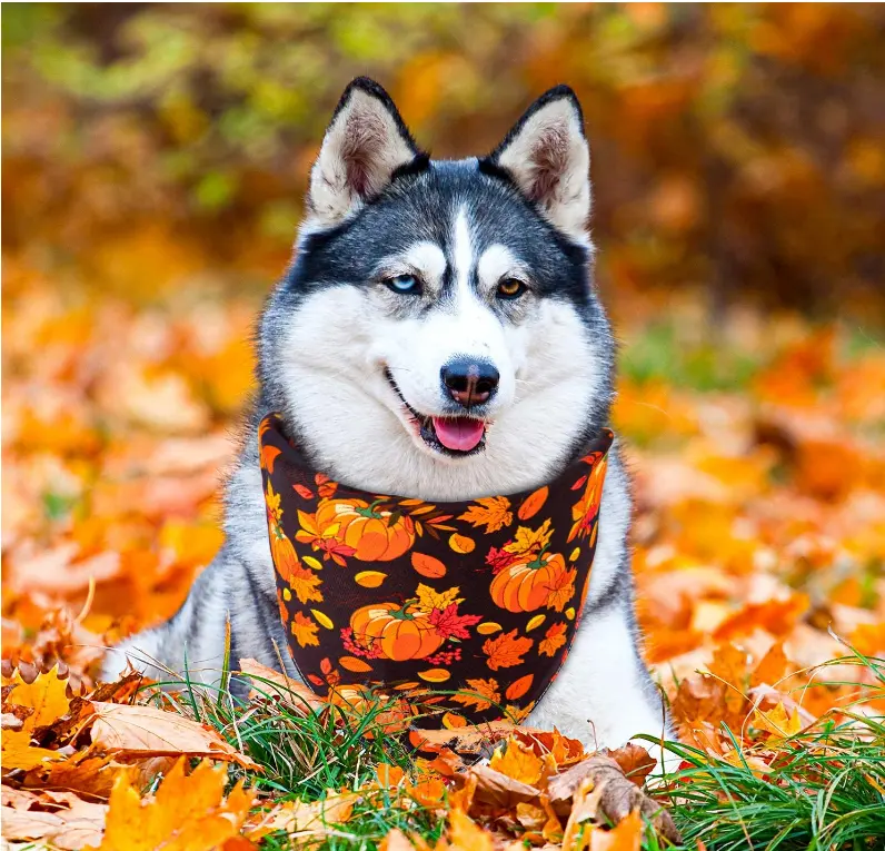 Halloween Dog Pet Bandana Cachecol Lenço Babadores Pet Fontes Do Cão Personalizado Pet Bandana