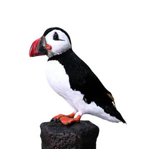 Modelo de Animal Animatrónico de Tamaño Real de Animal de la Selva, Gaviota Simulada para Decoración de Espacios Comerciales - Product Image 6