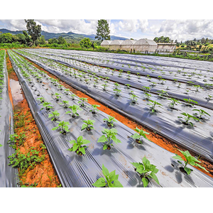 Film de paillage agricole en PE noir de 30 microns pour la protection des cultures et des légumes - Product Image 3