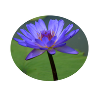 Extrait de Nymphaea Tetragona (Nénuphar) et d'Extrait de Lotus Bleu – Approvisionnement Direct Usine